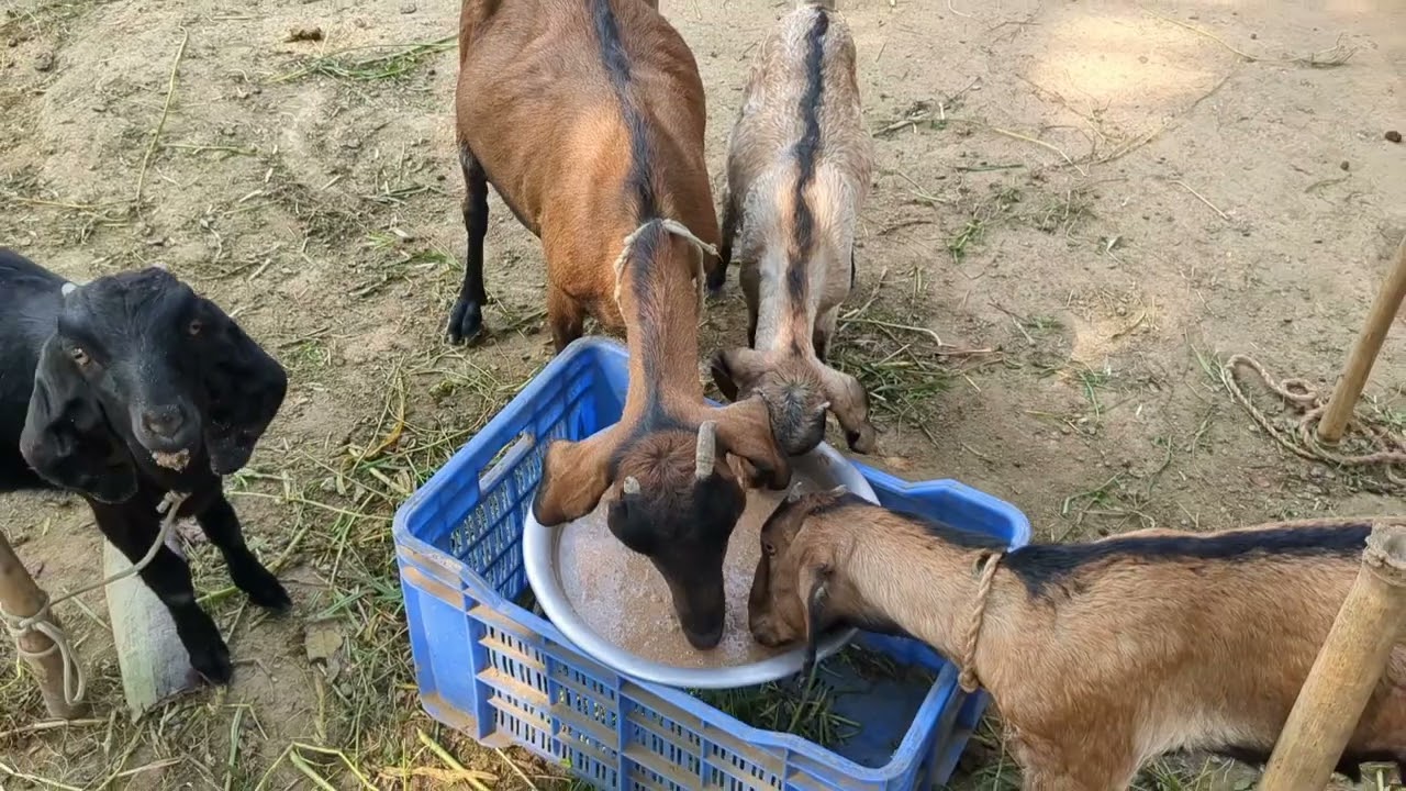 আমাদের খামারের কি অবস্থা  