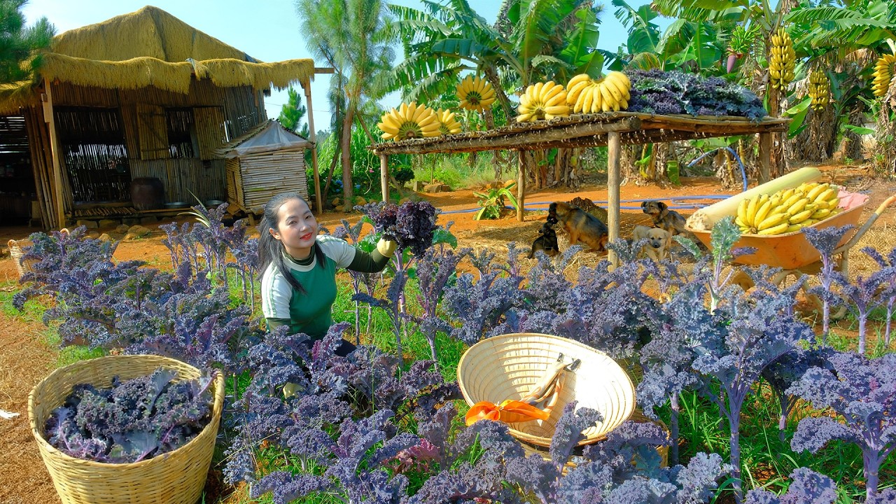 Harvest Purple Kale And Bananas In Front Of The House Go To Market Sell– Buy Passion Fruit To Plant