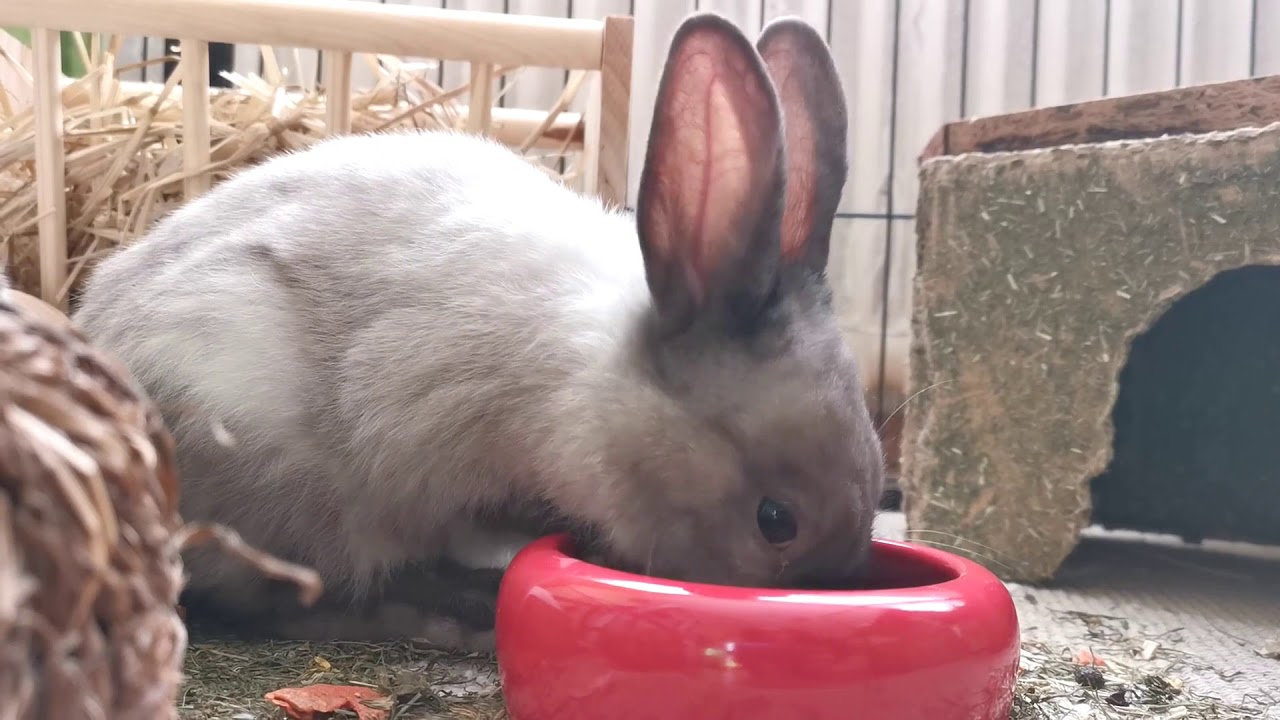 DV BOER RABBIT SATELLITE BREEDING PROGRAM
