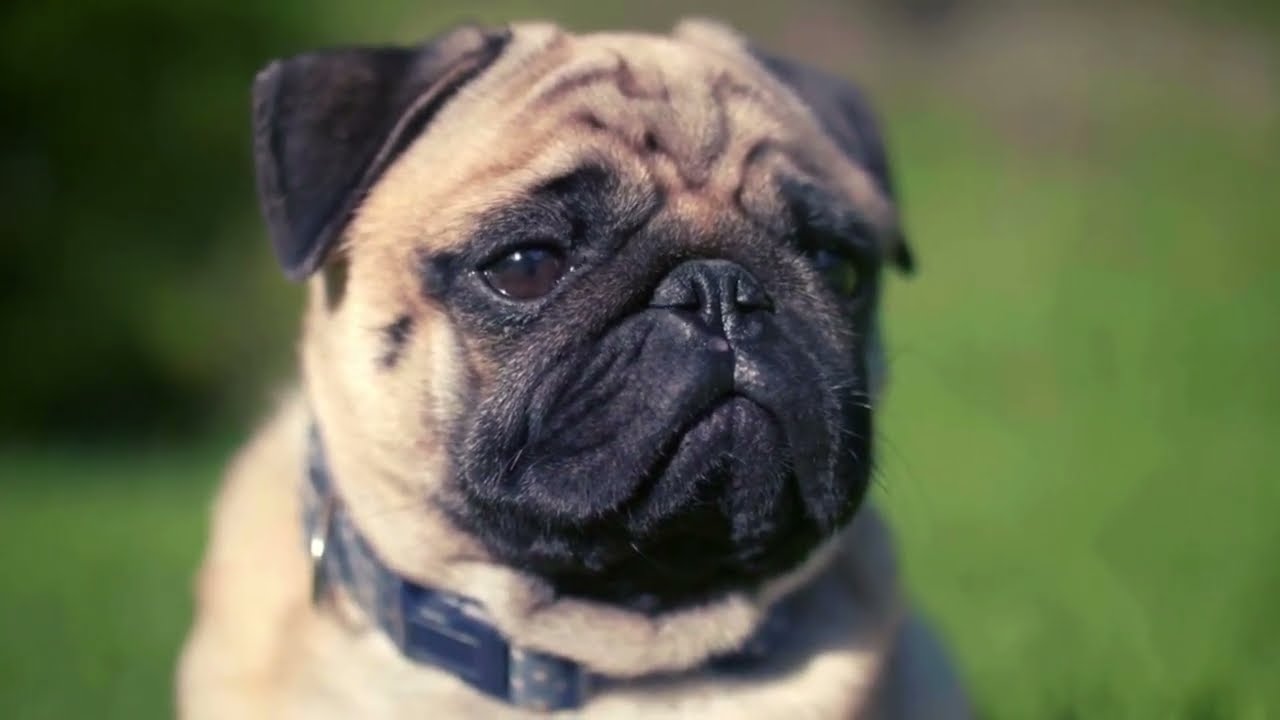 Ventajas de tener un Pug 🐶✔(7 Argumentos)