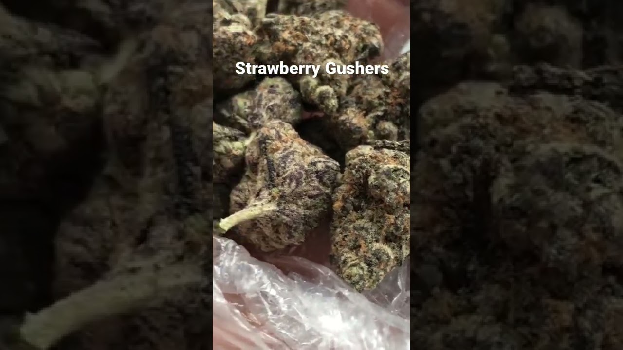Strawberry Gushers Strain HYBRID