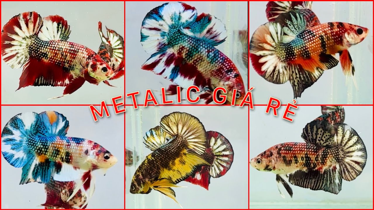 Clip 30-11. Metalic đẹp giá rẻ đồng giá 50k. Mọi người vào xem săn cá đẹp nhé.