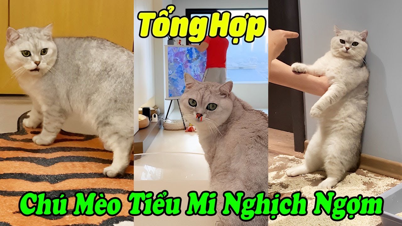 Tổng Hợp Chú MèoTiểu Mi Nghịch Ngợm #shorts #tiktok #thúcưng #vậtnuôi #chómèohàihước #funny #pets