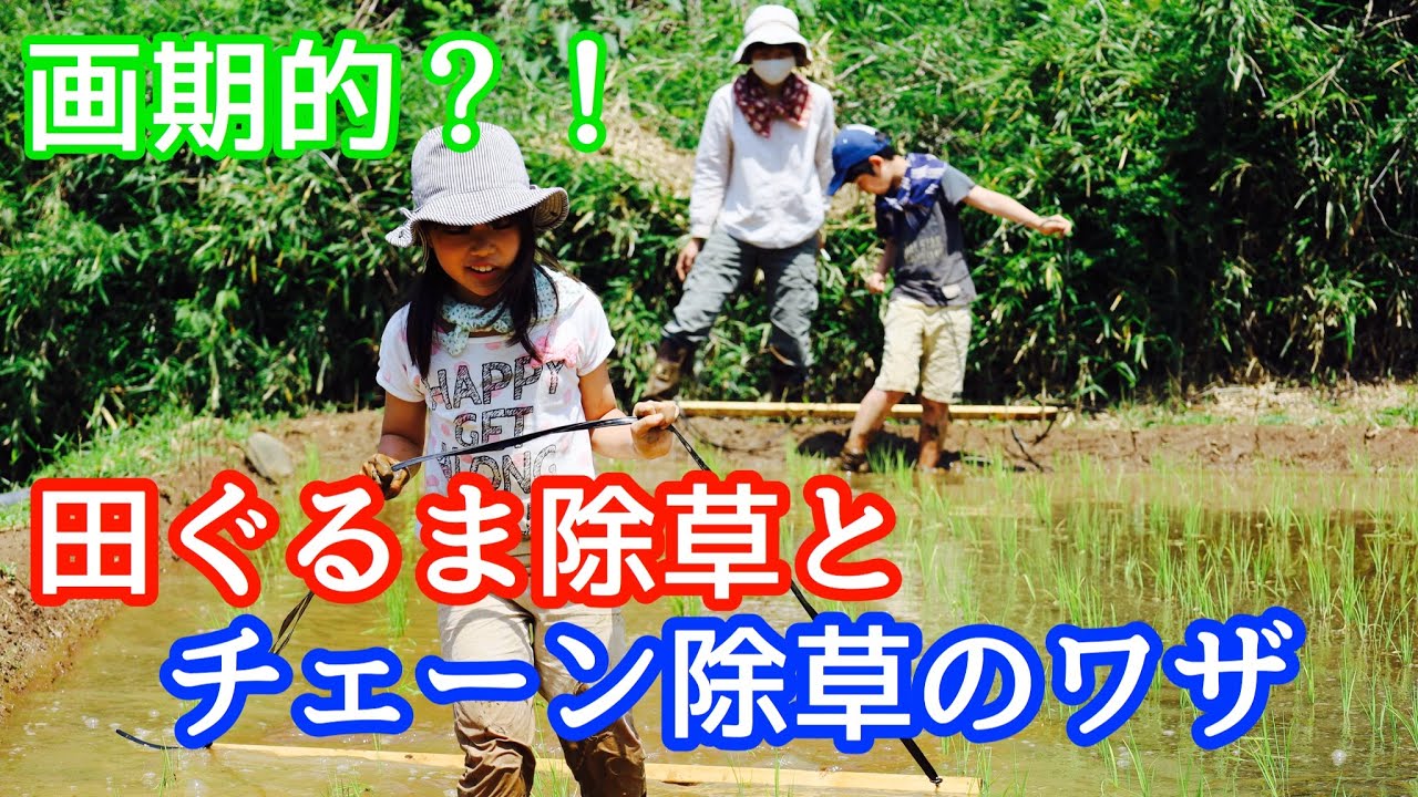 【無農薬田んぼ】画期的！？田ぐるま除草とチェーン除草のワザ。