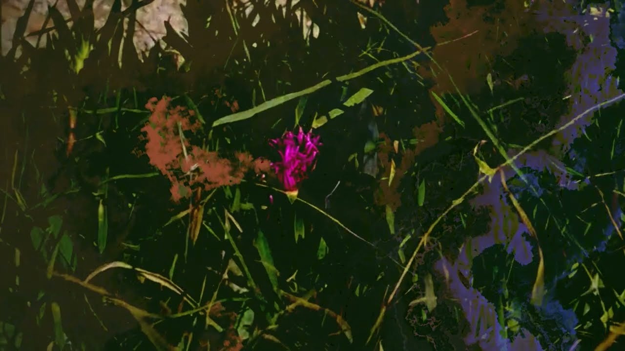 the flower stays still.