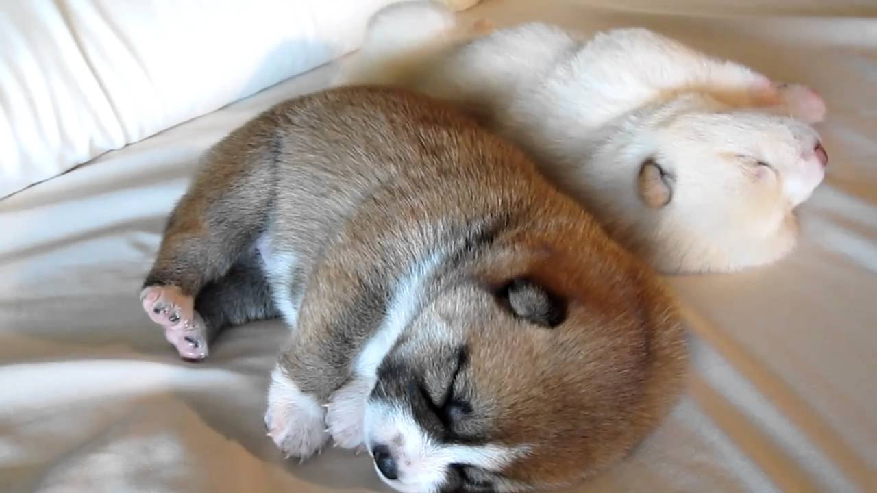 The Twitching Shiba Inu Puppies