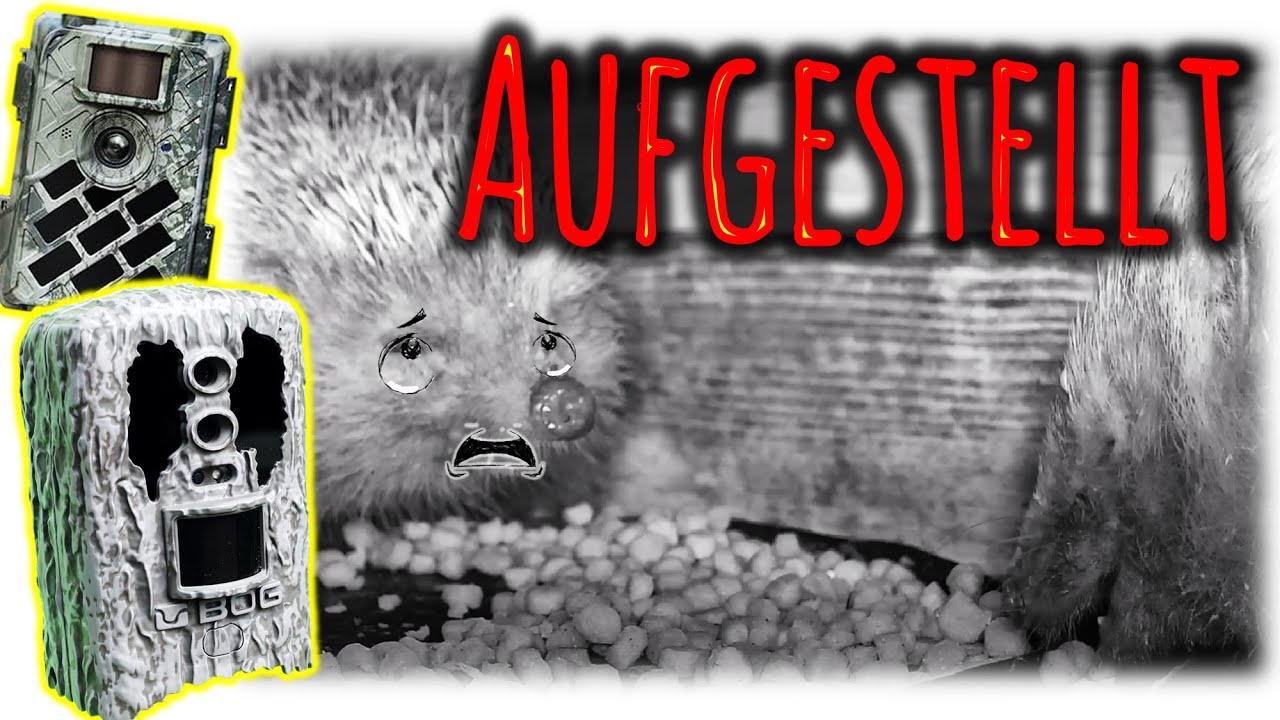Wildkamera Setup gewechselt: 📹 BOG Blood Moon & Winghome 630 🦔 Ein Igel zu viel am Buffet?