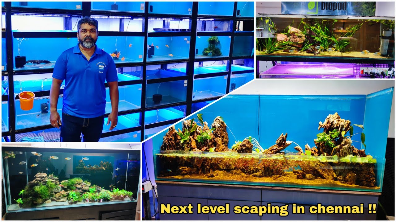 Best planted aquariums and Fishes | aquaria | adayar chennai