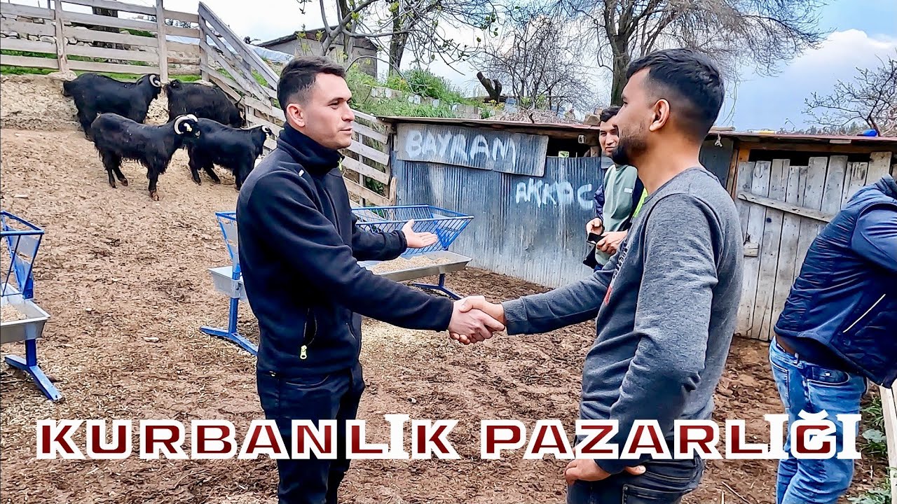 Bir Türlü Anlaşamadılar !!! İşte 2024’ün İlk  Kurbanlık Pazarlığı