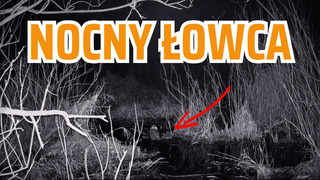 Dlaczego sowa wylądowała na ziemi? Nocne polowanie i samotny dzik | Odc. 36