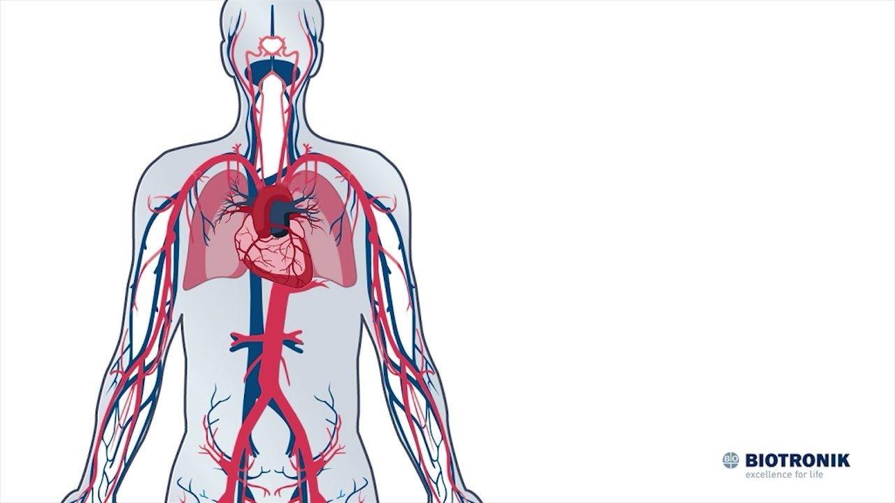 Hjertet og sirkulasjonssystemet - Slik fungerer de