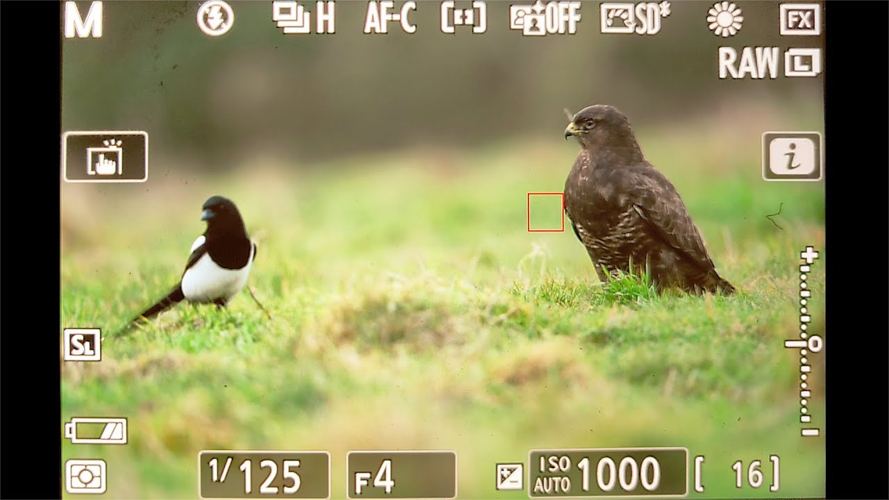 BIRD PHOTOGRAPHY FROM PHOTO BLIND | Wildlife photography behind the scenes - nikon z6, camouflage