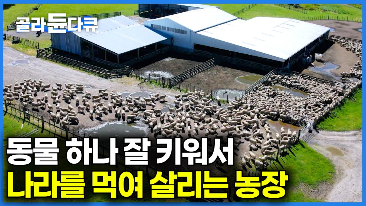 인구는 500만 명, 양은 2,500만 마리｜양 키워서 나라를 먹여 살리는 뉴질랜드 농장｜극한직업｜#골라듄다큐