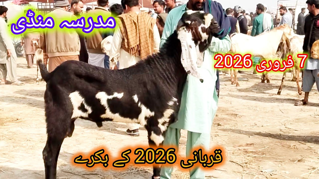 مدرسہ بکرا منڈی بڑے بریڈر بکرے قربانی 2026 کے بکرے اور پٹھا کم قیمت احمد اینیمل فارم 03045896486