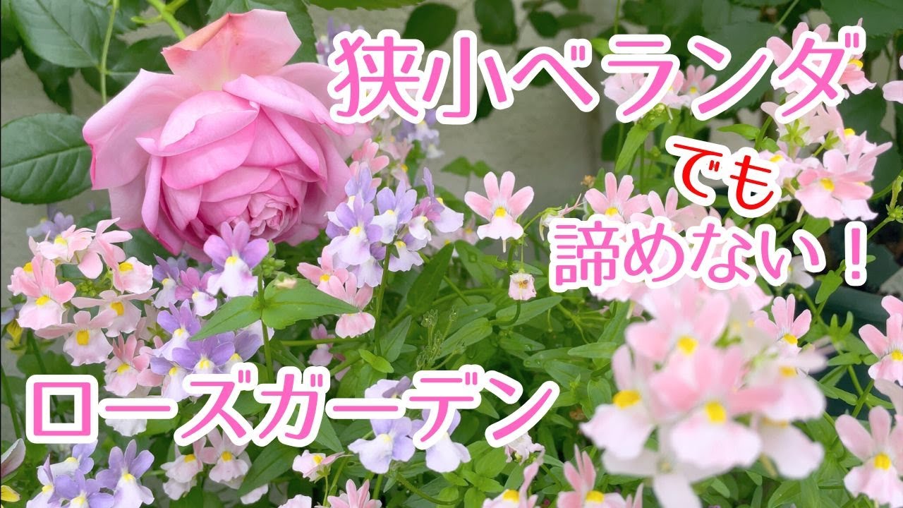 狭小ベランダでもつるバラ満開のローズガーデンに！