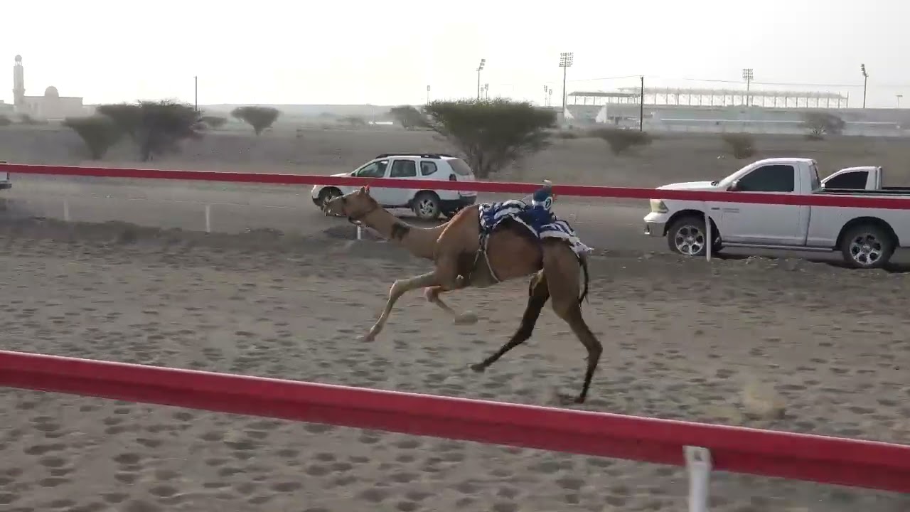 ميدان صحار 30-8-2025 ش11 (الشاهينية)لـ سعيد عمر صقر الجابري 4.40 حجائج 3كم