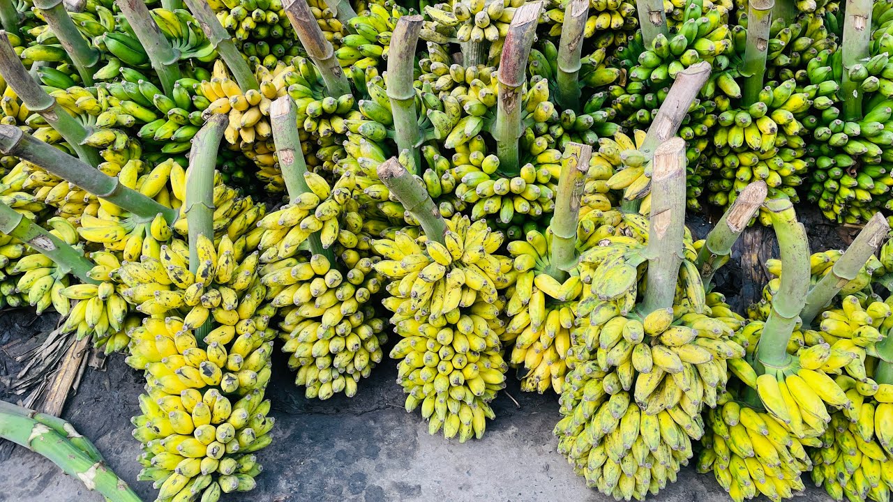 এত চাহিদা সবরি কলার তাই ভোর বেলা চলে গেলাম কলার আড়তে 🍌