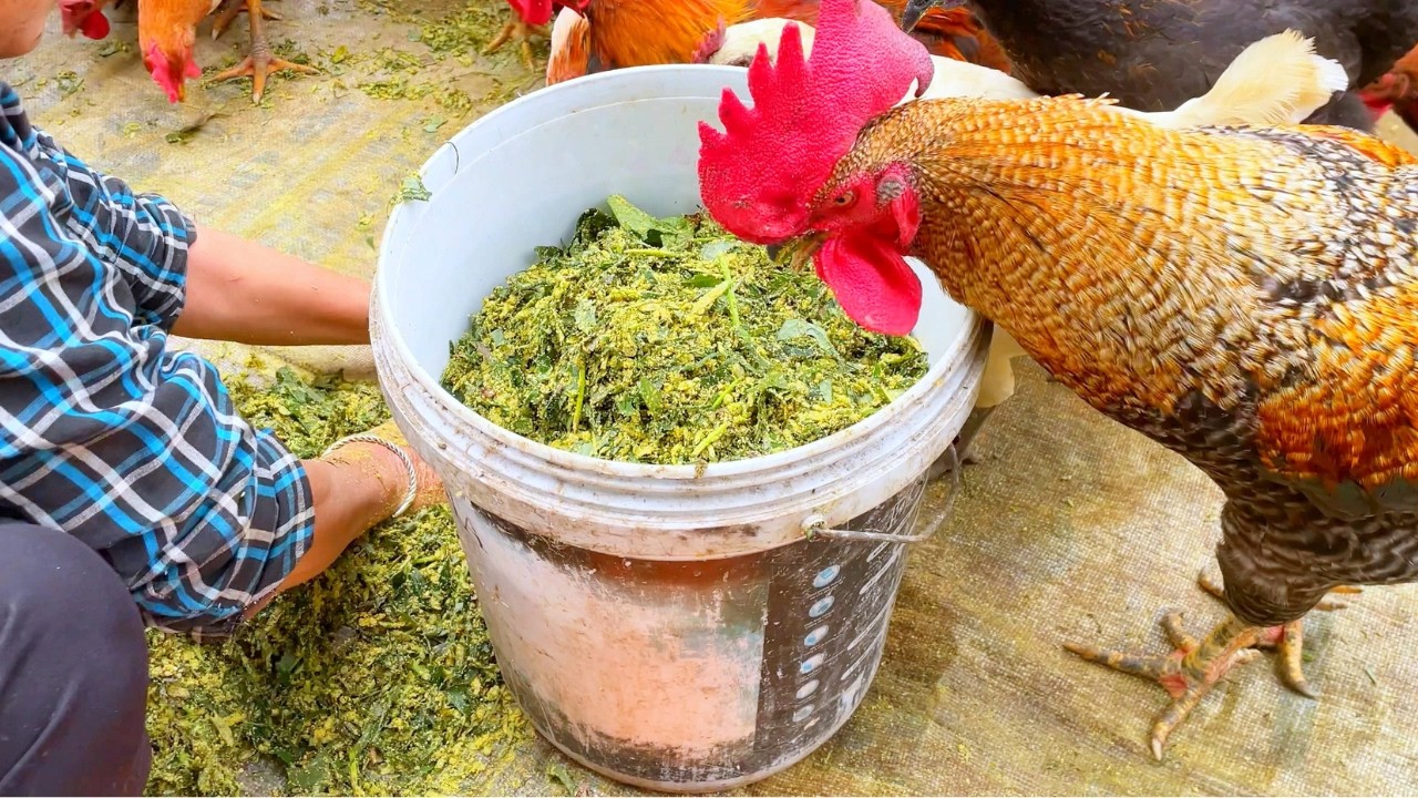 Fermented Chicken Feed at Home | Cheap, Easy & Chickens Love It!