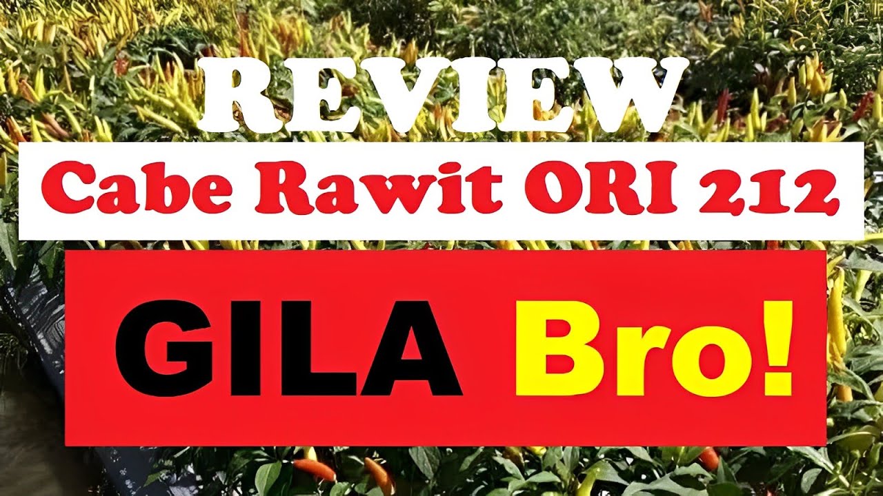 Review Cabe Rawit ORI 212 Aura Seed Indonesia : Bobot, Produksi Tinggi dan Tahan Simpan