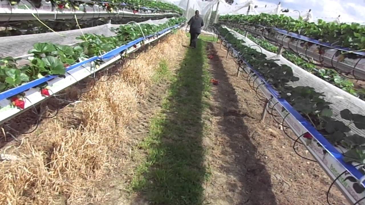 Growing Substrate Strawberries  1