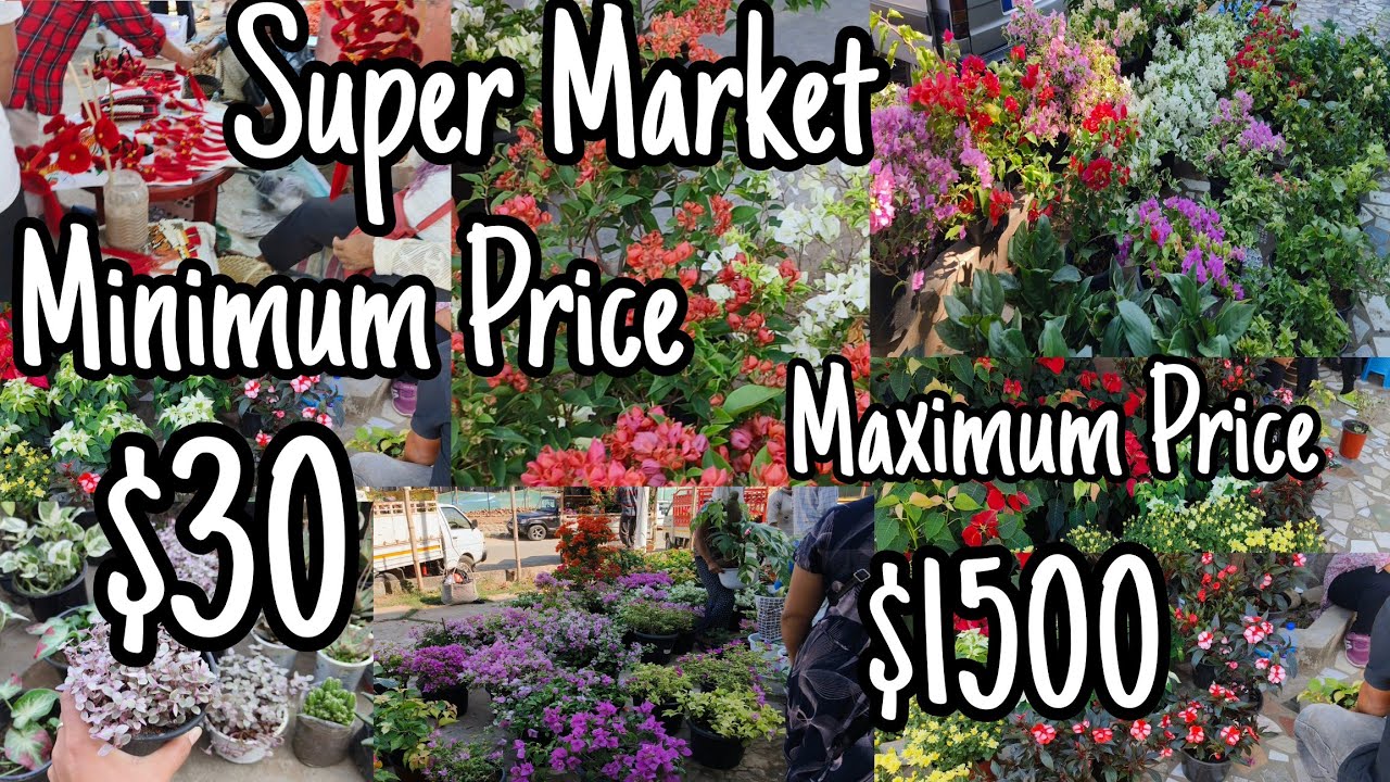 Exploring Super Market Flowers 🌺🌺 Area|Start Your Business||Know The Prices