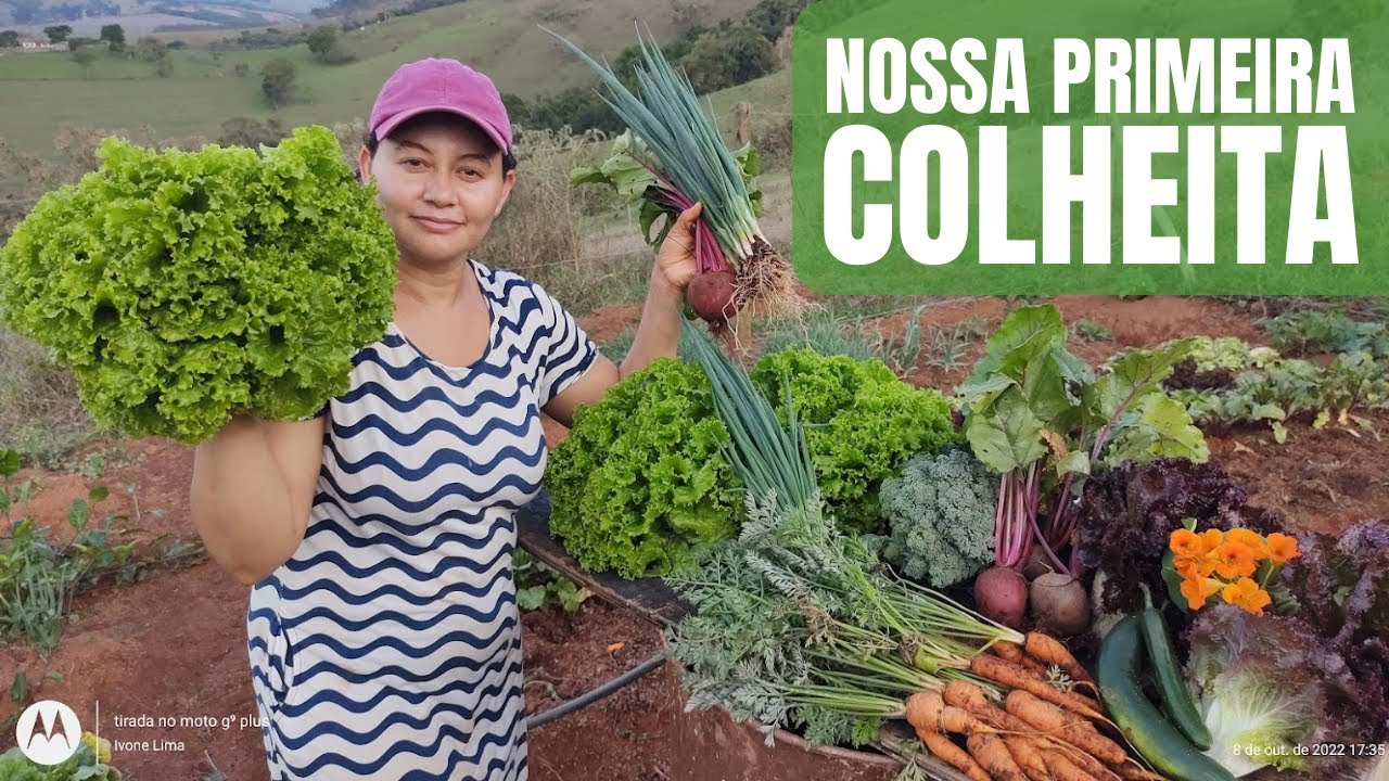 NOSSA PRIMEIRA COLHEITA DA HORTA NOVA! FOI MUITO SATISFATÓRIA! VEJA.