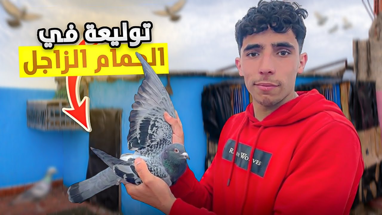 حياة مولوع: توليعة عند أحسن مربي الحمام الزاجل وسيفيانوس ميمكنش على دكر عندو🫨
