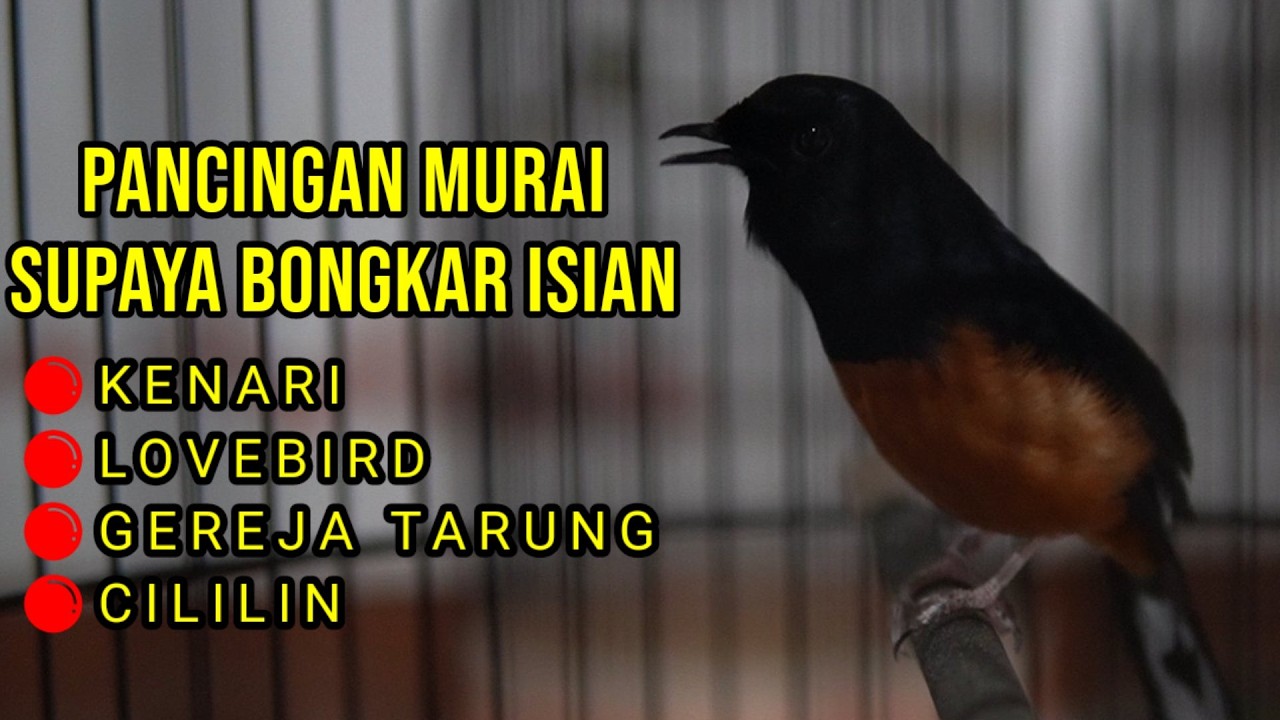 MASTERAN MURAI BATU FULL ISIAN TEMBAKAN CILILIN KENARI KAPAS TEMBAK LOVEBIRD CUNGKOK GEREJA DLL
