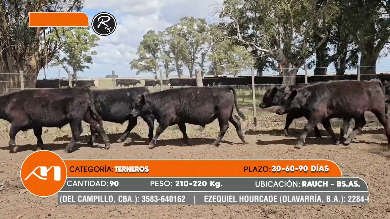 LOTE 96