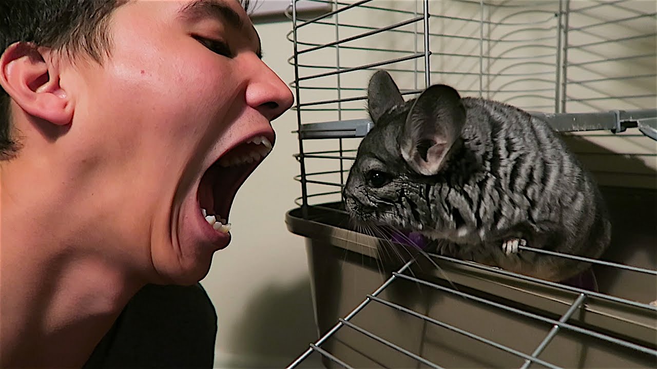 MY CHINCHILLA  BIT ME AGAIN!!!!!!