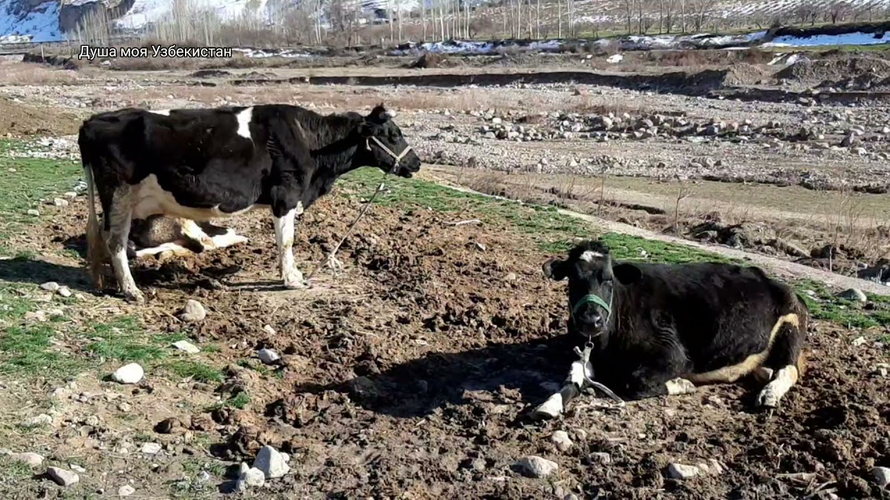 Узбекистан. Паркент