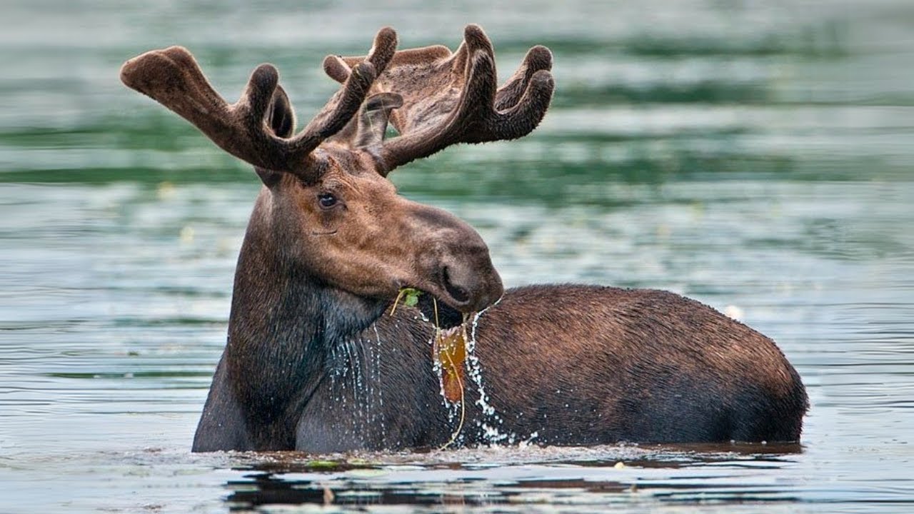 The Great Moose Migration 2025 (Den Stora &Auml;lgvandringen) DAY 25