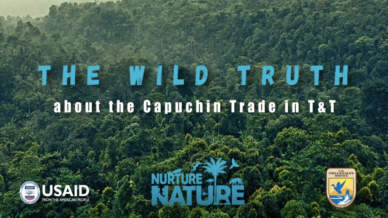 The Wild Truth About The Capuchin Trade in Trinidad and Tobago