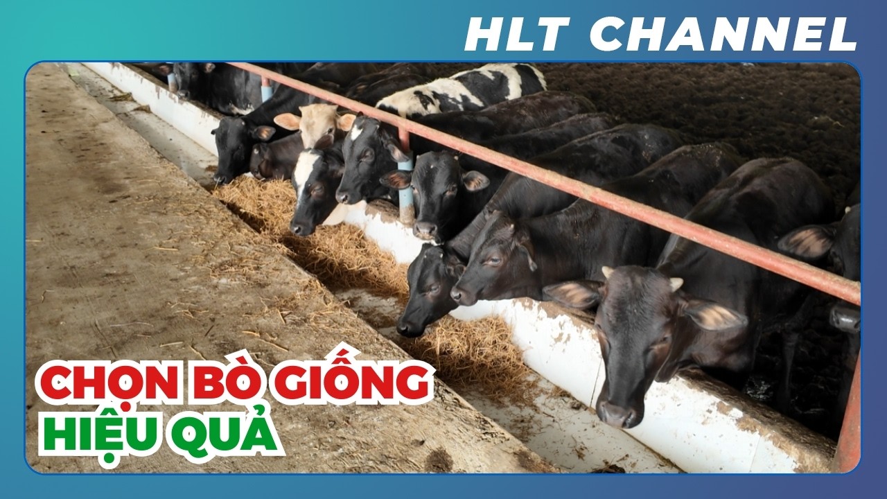 Tuyền Ba Vì Chia Sẻ Kinh Nghiệm Chọn Bò Giống BBB Hiệu Quả Nhất!