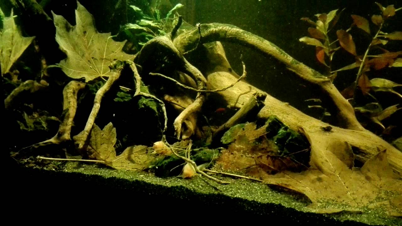 Biotop ameryki środkowej, kirys, neon innesa.