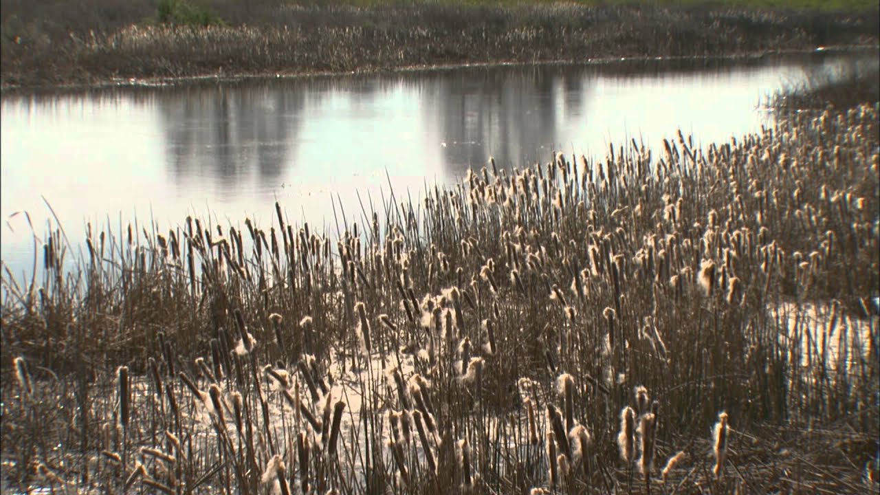 Restoration of the San Joaquin River - KQED QUEST