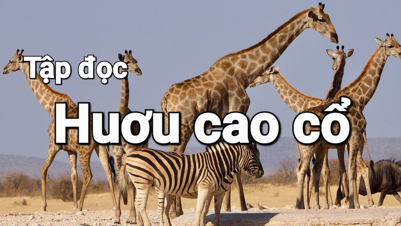 Huơu cao cổ - Tiếng Việt 2 | 