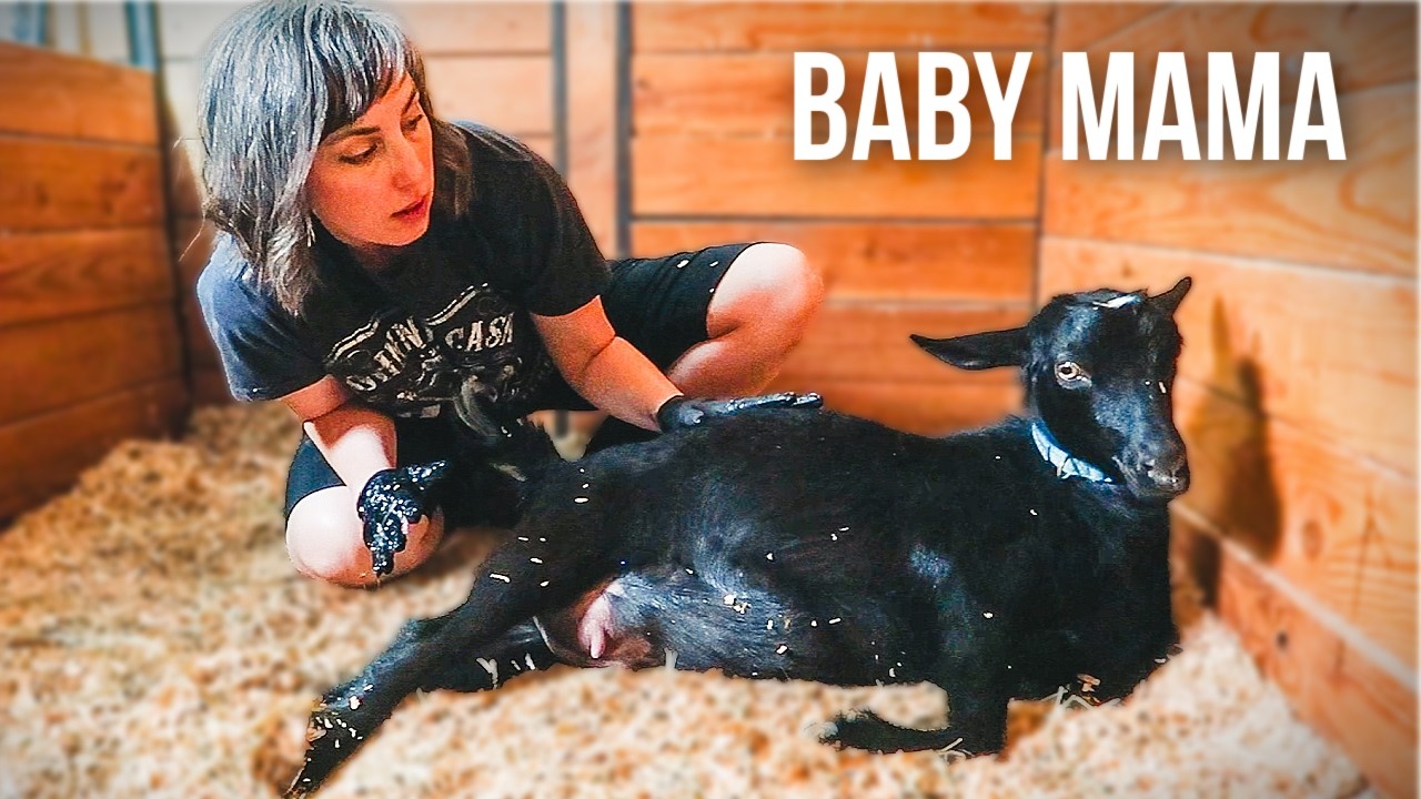 This First-Time Mama Surprised Me! (miniature goat labor & delivery)