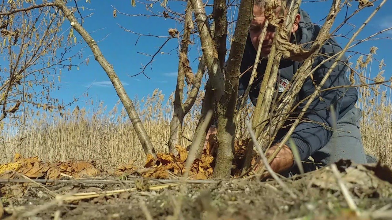 How to professionally cut hazelnuts? The sounds are natural and very beautiful, without any montage
