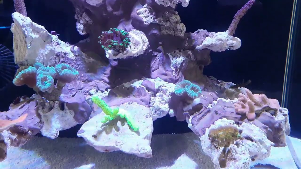 M.W. Reef 90 Liter Meerwasser Aquarium mit flying Reef Teil 8 die ersten Fische ziehen ein
