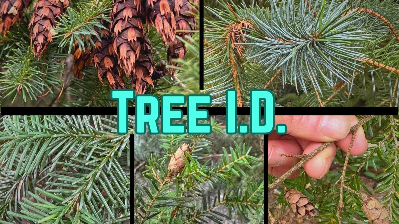 Conifer Tree ID