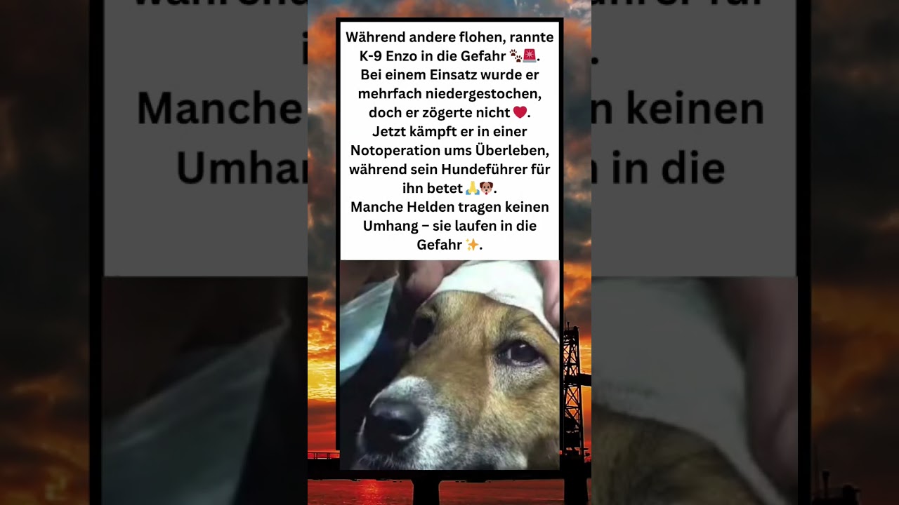 K-9 Enzo – Mut im Angesicht der Gefahr❤️