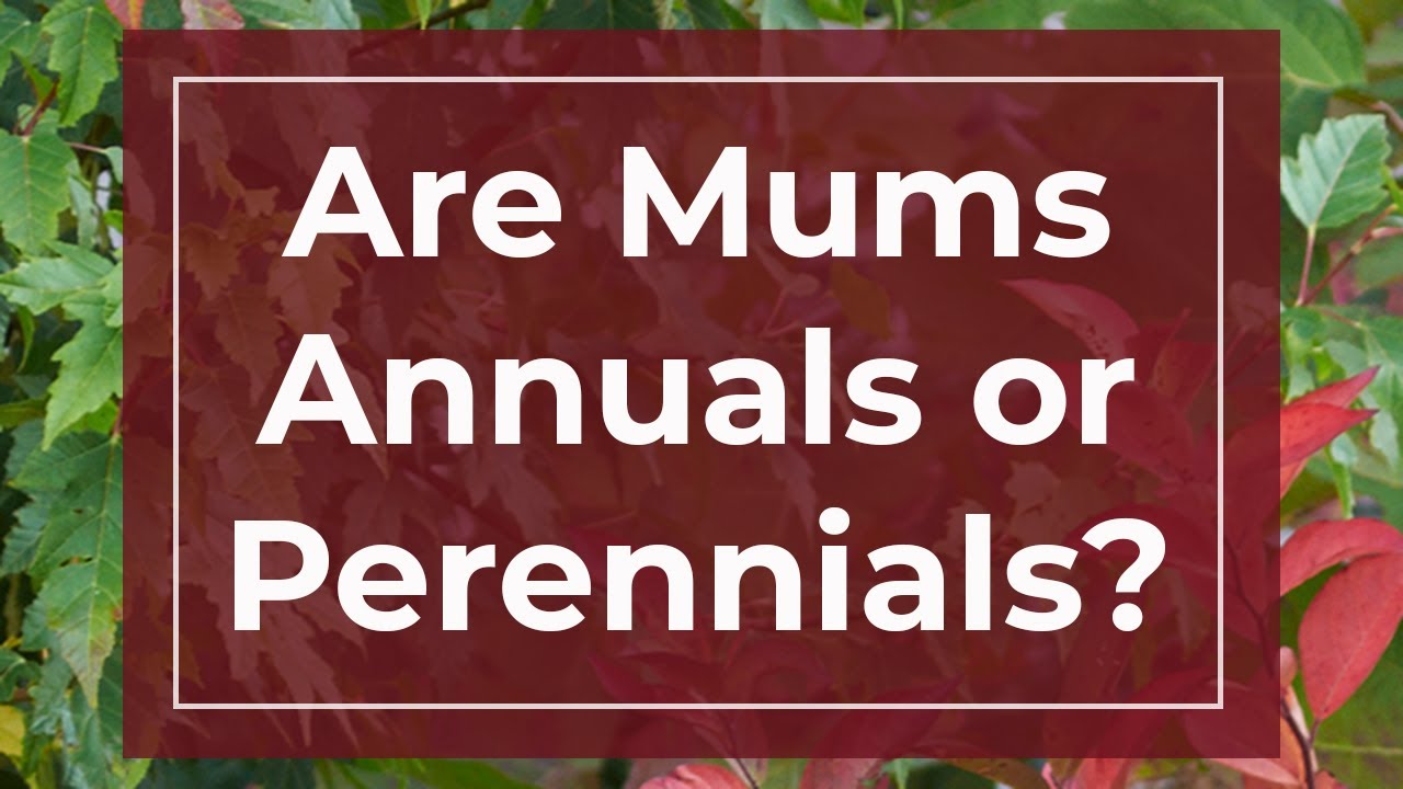 Are Mums Annuals or Perennials? 🤔 |  How to Grow Garden Mums #planttips #chrysanthemums #gardentips
