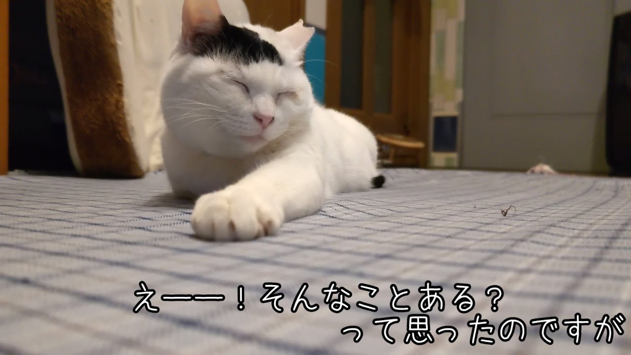 うわさの（？）ぷーぷーひめこちゃん〜奇跡の写り込み〜