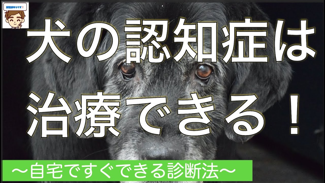 犬の認知症（痴呆）は治療できる！　〜自宅で今すぐできる犬の認知症の診断法〜【獣医師がやさしく解説】11才で〇〇％、15才で〇〇％も！