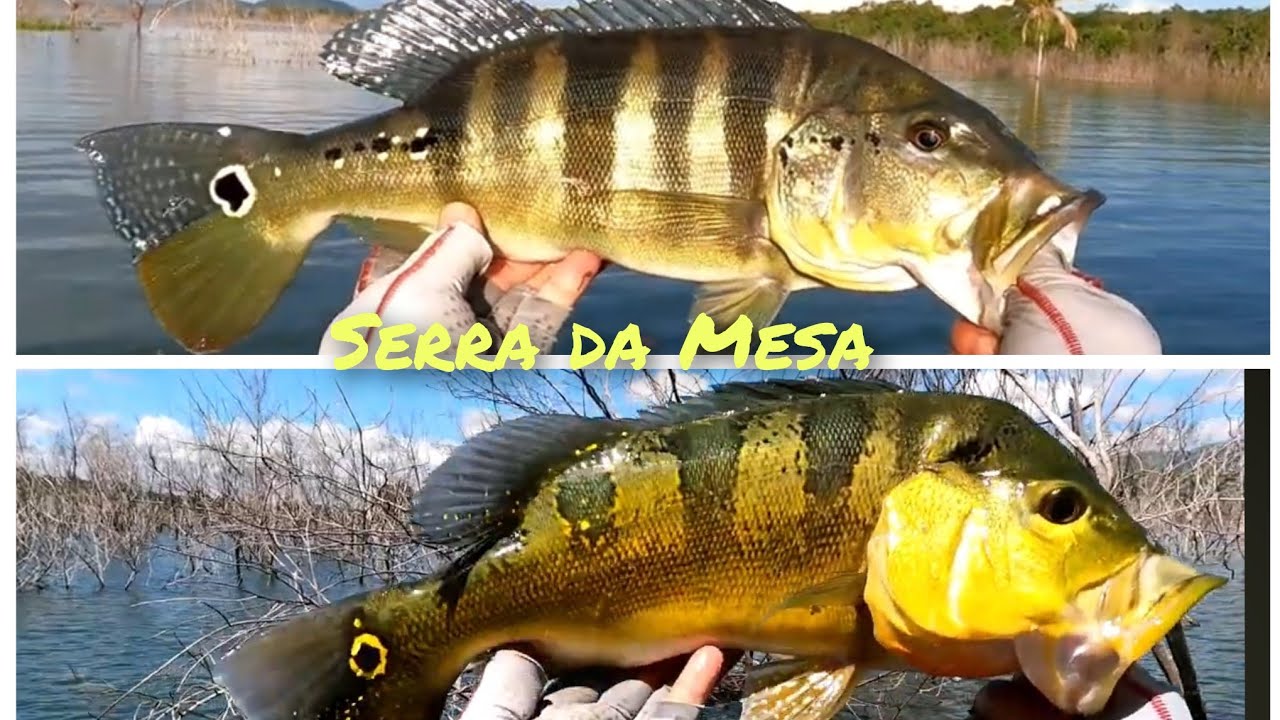 Serra da Mesa #pescaria #fishing