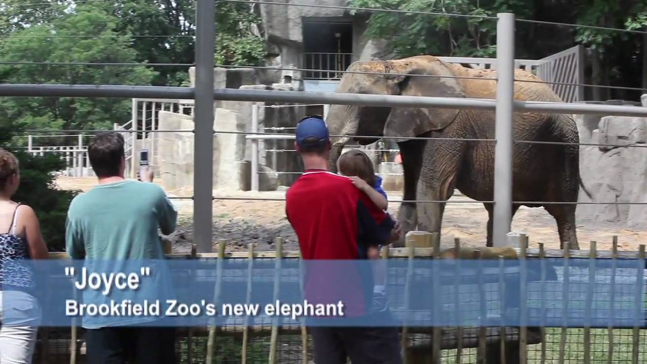 Brookfield Zoo's new elephant