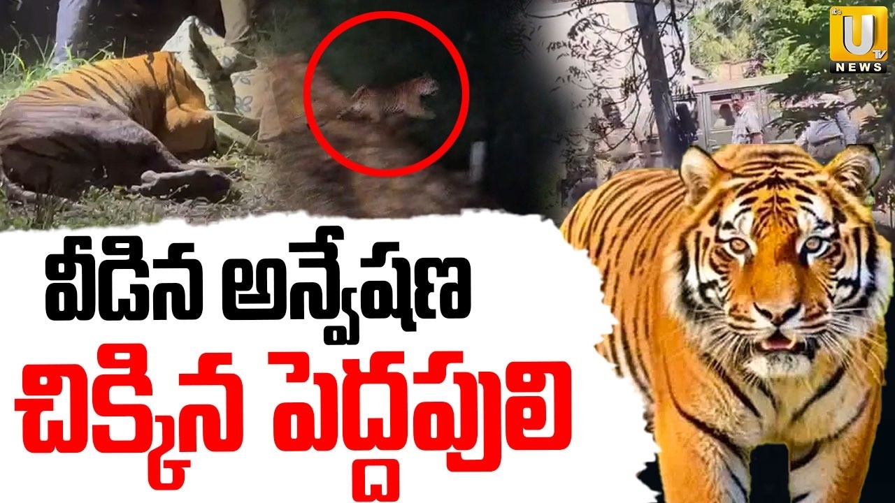 Tiger in Rajahmundry | చిక్కిన పెద్దపులి | Tiger Catch at Ramachandrapuram | | Eastgodavari |ITS UTV