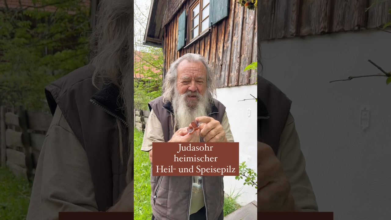 Judasohr ein heimischer Heilpilz