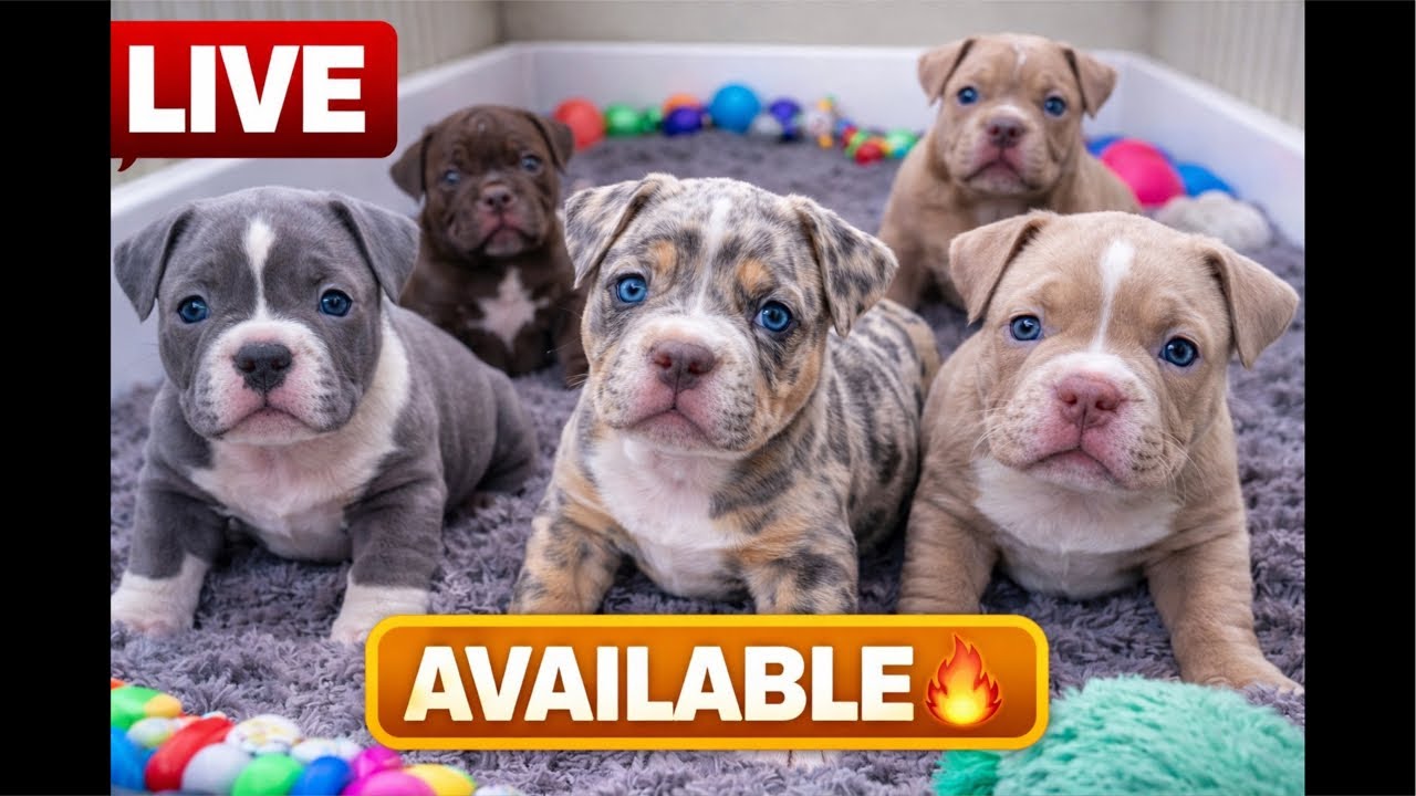 Watch LIVE 👀 Skittles Pack Puppies Available 🐶🔥